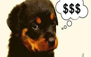 犬のしつけにかかる費用は？