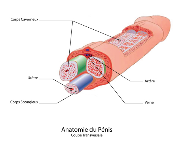 陰茎の解剖学
