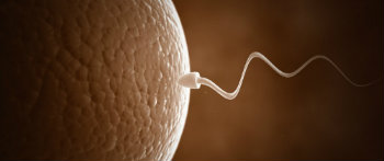 卵子の受精