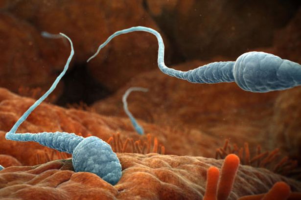 顕微鏡で見る精子